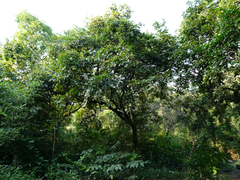 Bridelia retusa