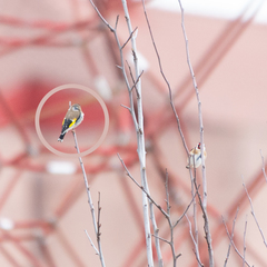 Carduelis carduelis