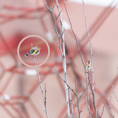 Carduelis carduelis