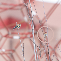 Carduelis carduelis