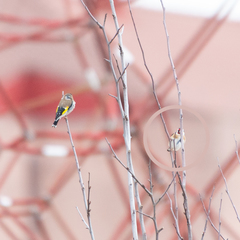 Carduelis carduelis