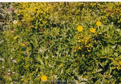 Galactites tomentosus