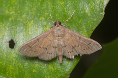 Phostria