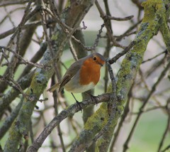 Erithacus rubecula