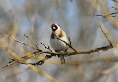 Carduelis carduelis
