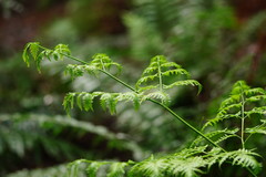 Pteris epaleata