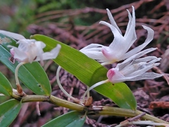 Dendrobium moniliforme