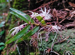 Dendrobium moniliforme