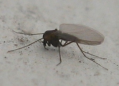 Diamesinae