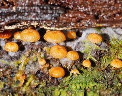 Xeromphalina leonina