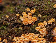 Xeromphalina leonina