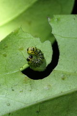 Dysaethria flavistriga