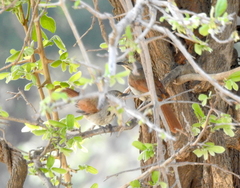 Cichladusa arquata