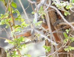 Cichladusa arquata