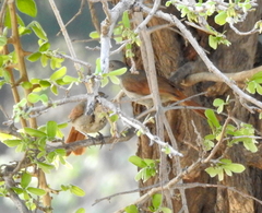 Cichladusa arquata