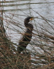 Phalacrocorax carbo