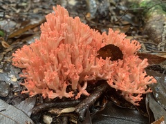 Ramaria anziana