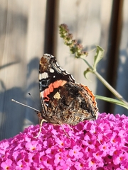 Vanessa atalanta