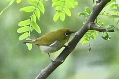 Zosterops ceylonensis