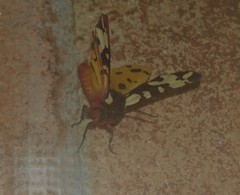 Arctia angelica