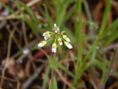 Noccaea perfoliata