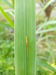 Tetragnatha hasselti
