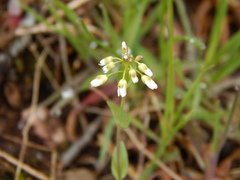 Noccaea perfoliata