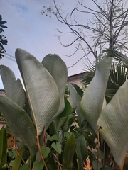 Calathea lutea