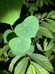 Stephania cephalantha