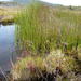 Machaerina rubiginosa - Photo (c) Colin Meurk, algunos derechos reservados (CC BY-SA), subido por Colin Meurk