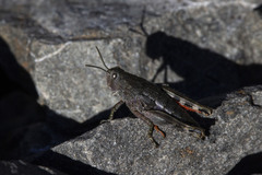 Brachaspis collinus