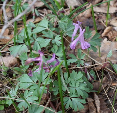Corydalis paczoskii