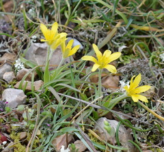 Gagea granatellii