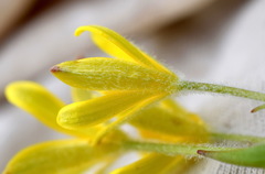 Gagea granatellii