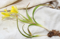 Gagea granatellii
