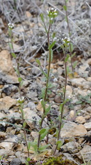 Arabis recta