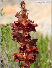 Orobanche variegata
