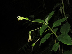 Centropogon foetidus