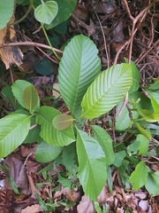 Tetracera
