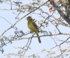 Chlorocichla flaviventris