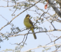 Chlorocichla flaviventris