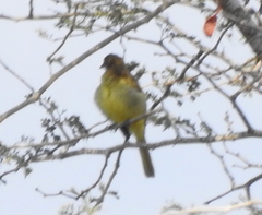 Chlorocichla flaviventris