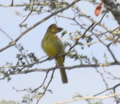 Chlorocichla flaviventris