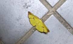Corymica