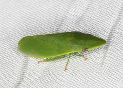 Petalocephala