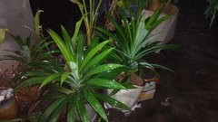 Pandanus amaryllifolius