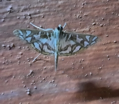 Nausinoe