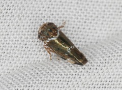 Idioscopus nitidulus