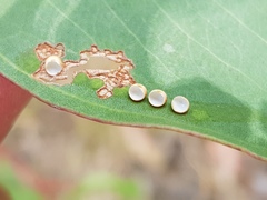 Opodiphthera eucalypti