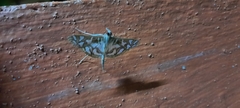 Nausinoe
